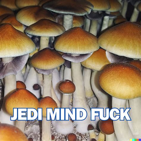 jedi mind fuck effects|Jedi Mind Fuck Mushrooms: The Complete Guide